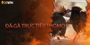 Đá gà trực tiếp Thomo