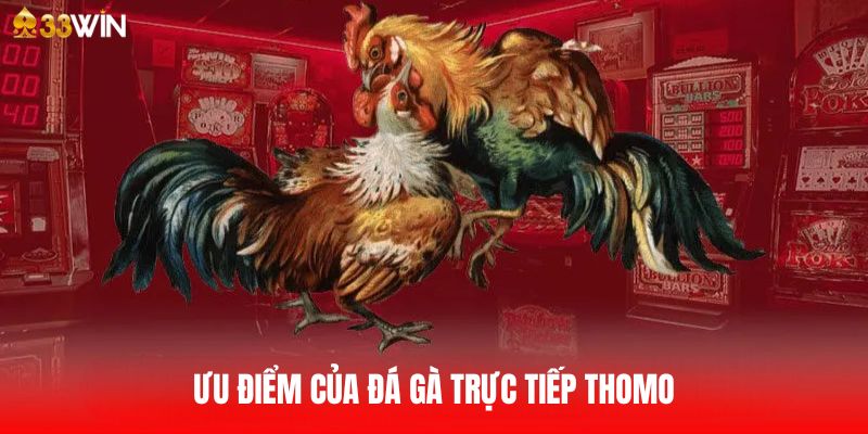 Lợi ích khi tham gia đá gà trực tiếp Thomo